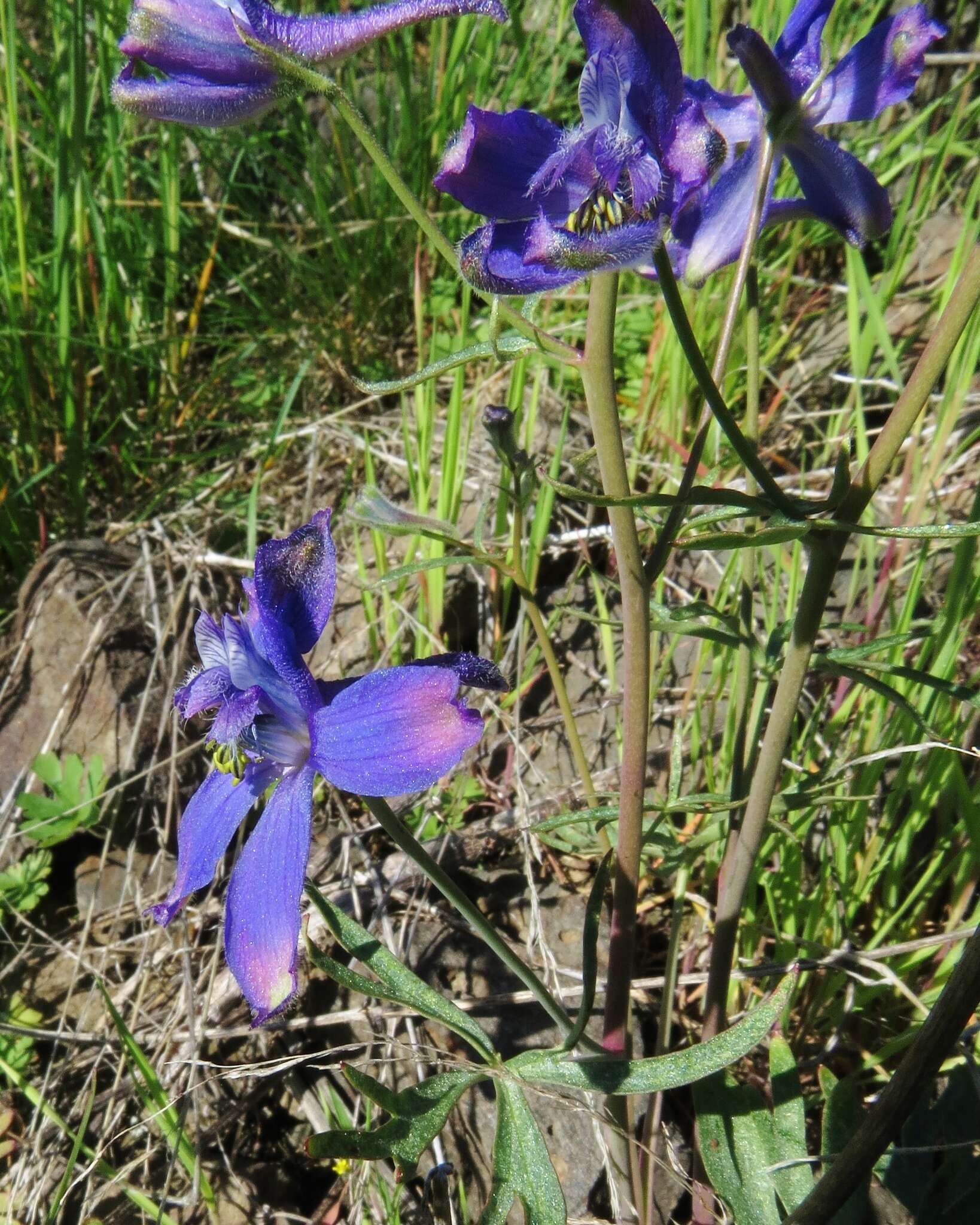 Image of twolobe larkspur