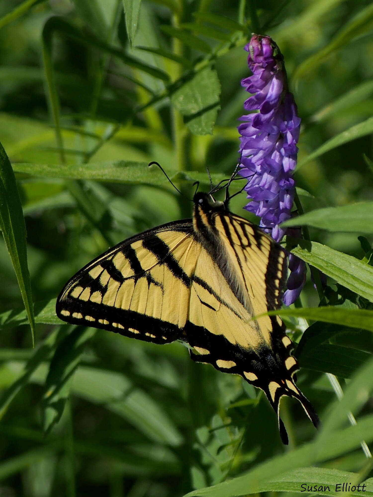 Image de Papillon tigré du Canada