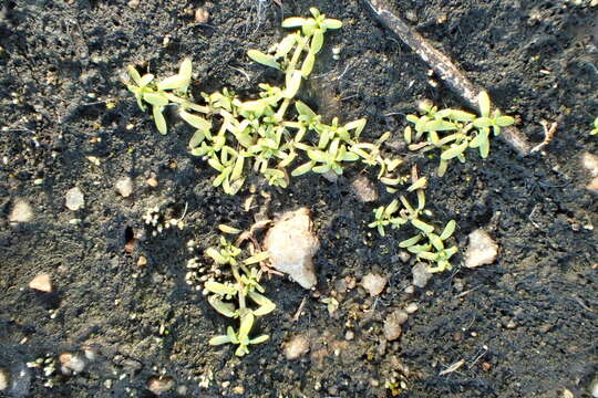 Image of winged water-starwort