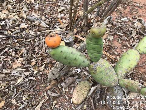 Tacinga subcylindrica resmi