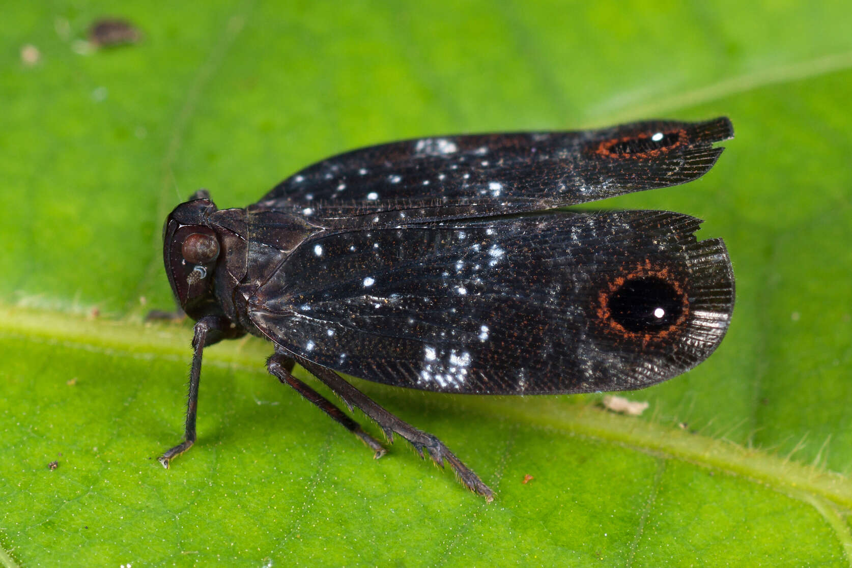 Image of Aluma ocellata Distant 1909