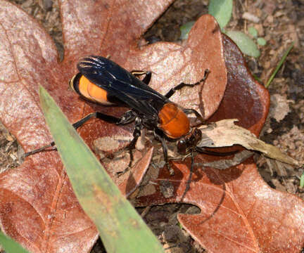 صورة Psorthaspis sanguinea (Smith 1855)