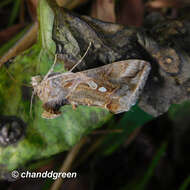 Image of Chrysodeixis acuta Walker 1857