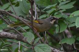 Image of Variegated Laughingthrush