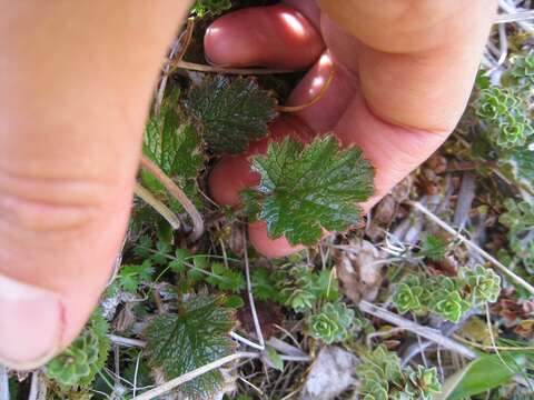 Image of Geum cockaynei (F. Bolle) B. P. J. Molloy & C. J. Webb