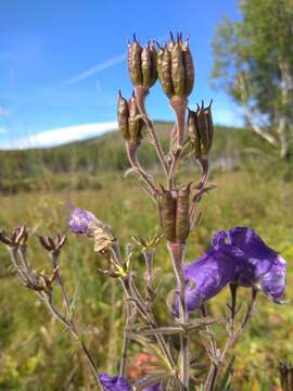 Image of Aconitum volubile Pall.