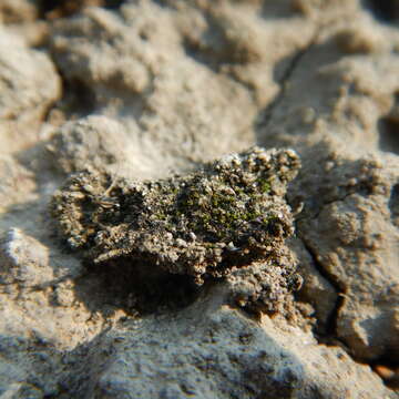 Image of Kozlov's pterygoneurum moss