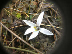 Image of Lobelia perpusilla Hook. fil.