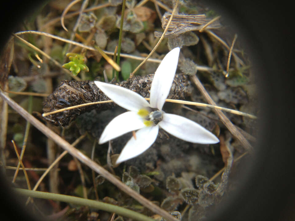 Image of Lobelia perpusilla Hook. fil.