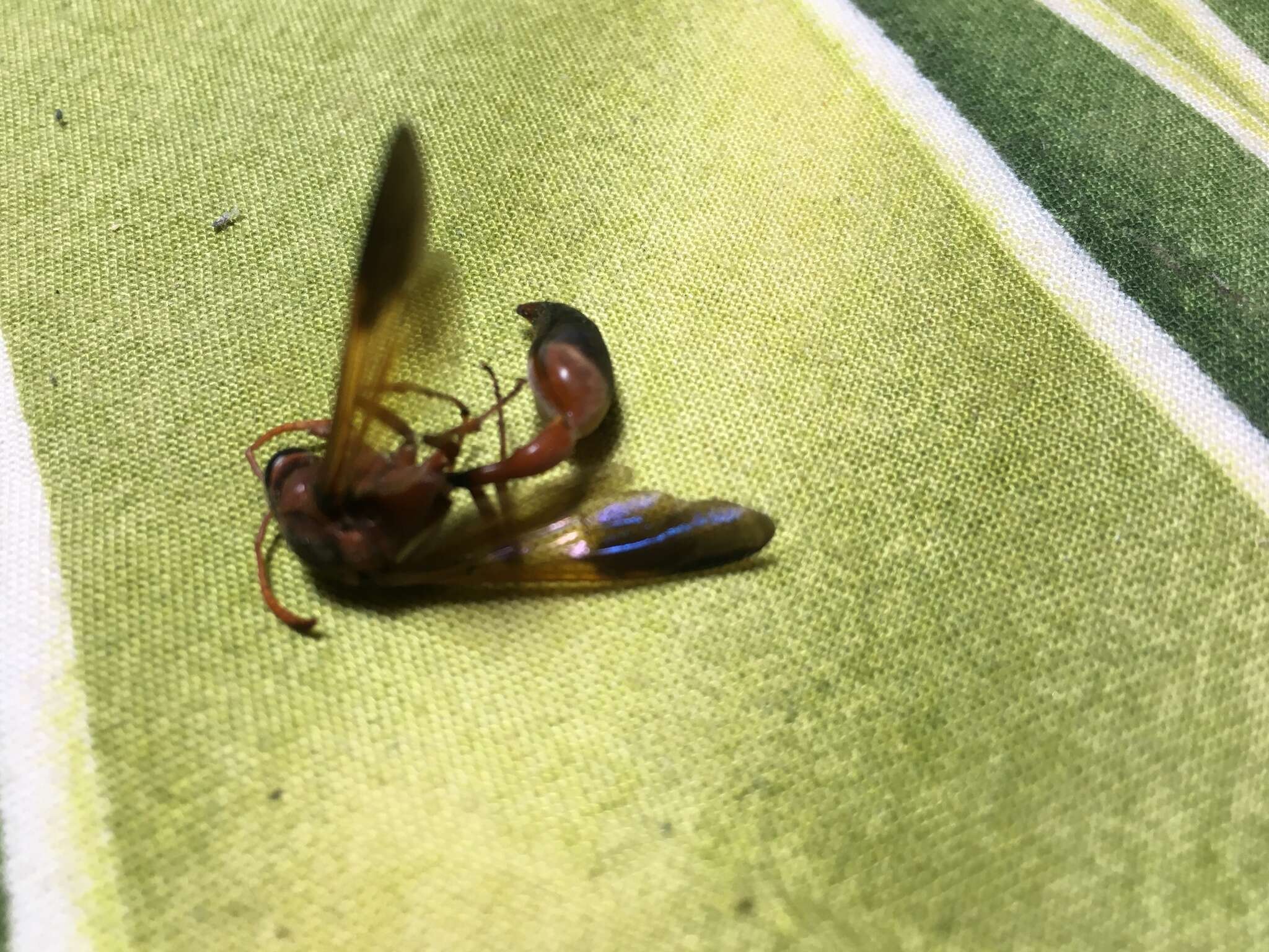Image of Caterpillar hunting wasp