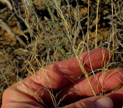 Image of Aristida diffusa Trin.