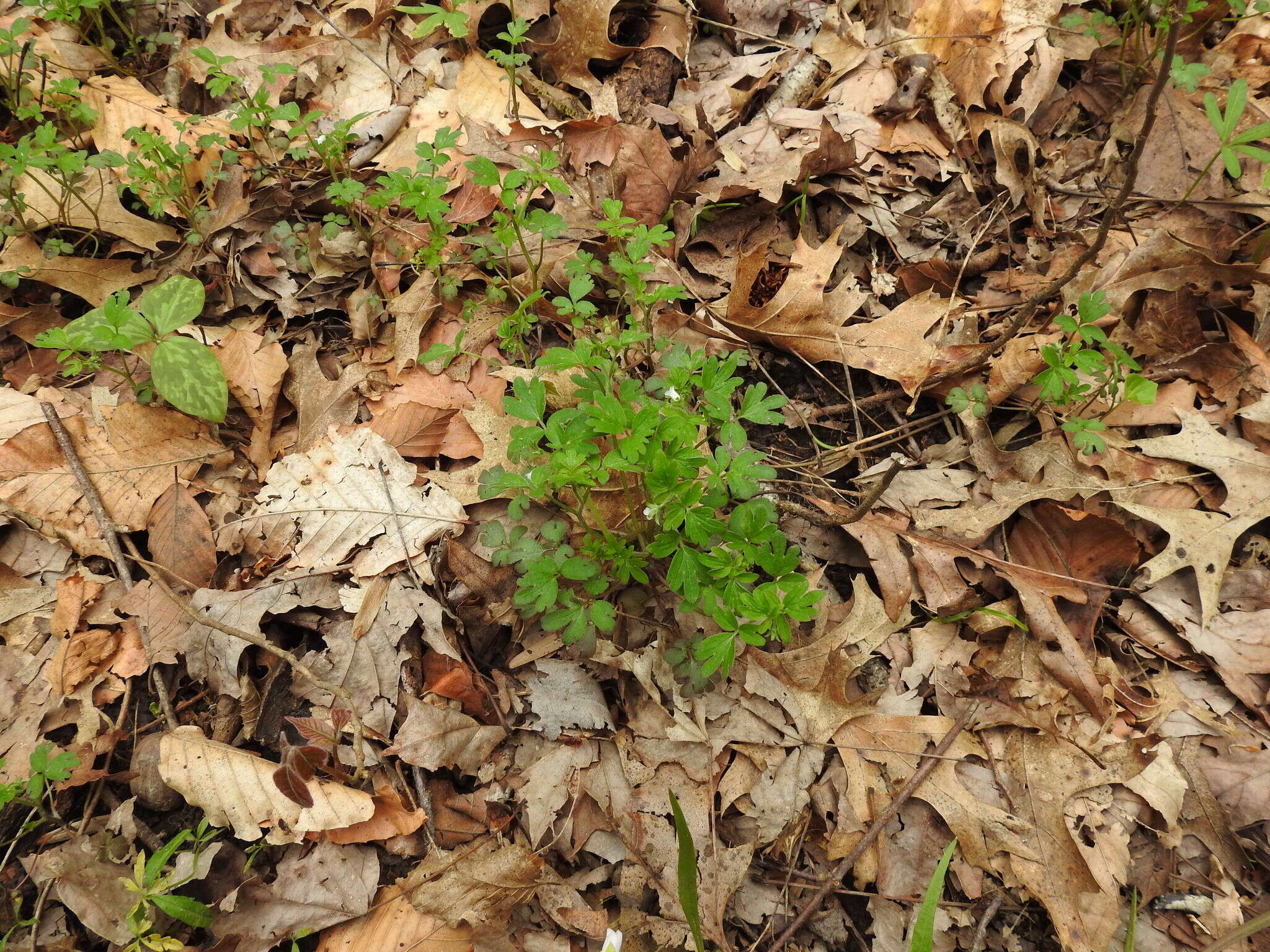 Image de Phacelia ranunculacea (Nutt.) Constance