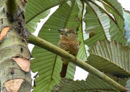 Image of Barred Puffbird