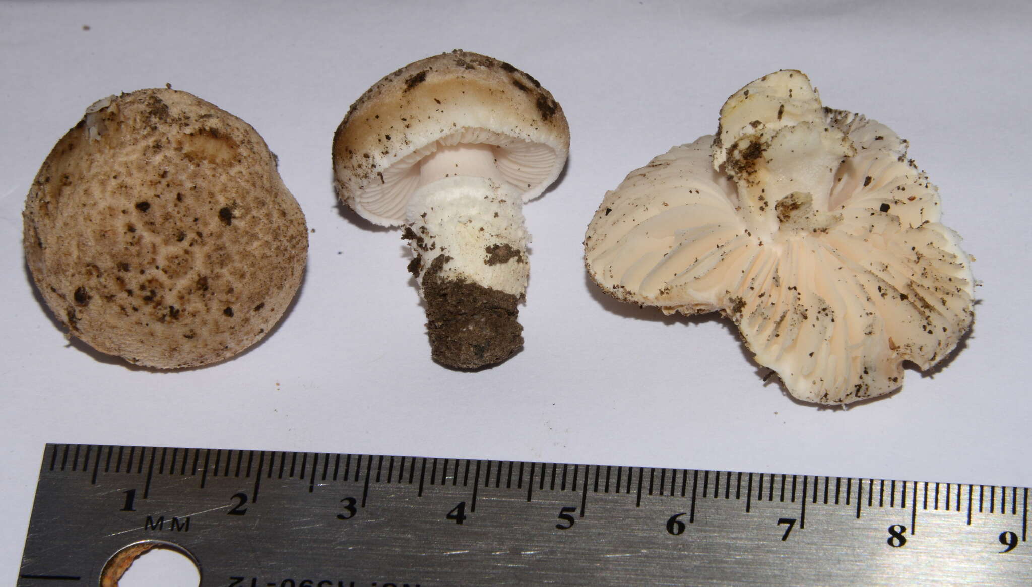 Image of Saproamanita pruittii (A. H. Sm. ex Tulloss, J. Lindgr. & D. Arora) Redhead, Vizzini, Drehmel & Contu 2016