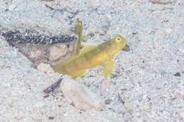 Image of Yellow prawn-goby