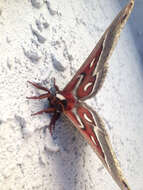 Image of Glover's Silkmoth