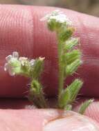 Plancia ëd Cryptantha crassisepala var. crassisepala