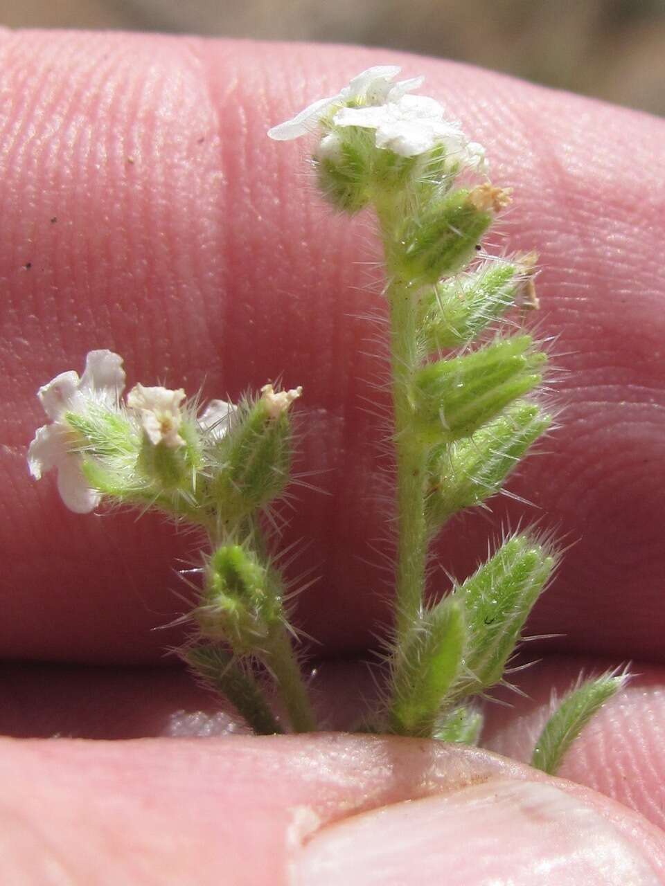 Image of thicksepal cryptantha