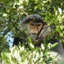 Image of Red-shanked Douc Langur