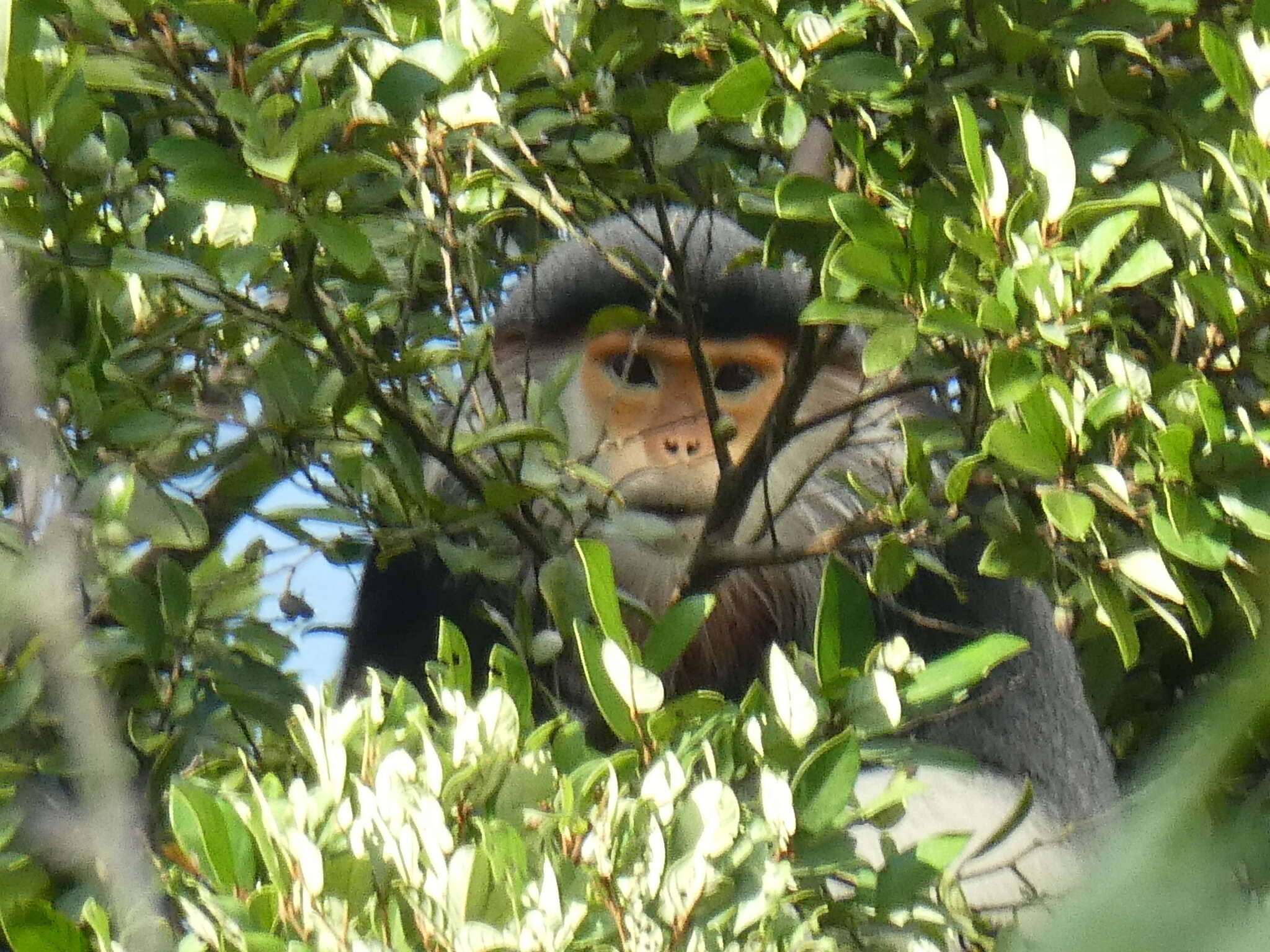 Image of Douc Langurs