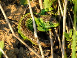 Image of Lacerta agilis agilis Linnaeus 1758