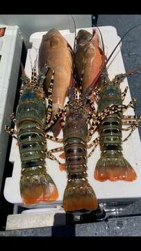 Image of Ornate Spiny Lobster