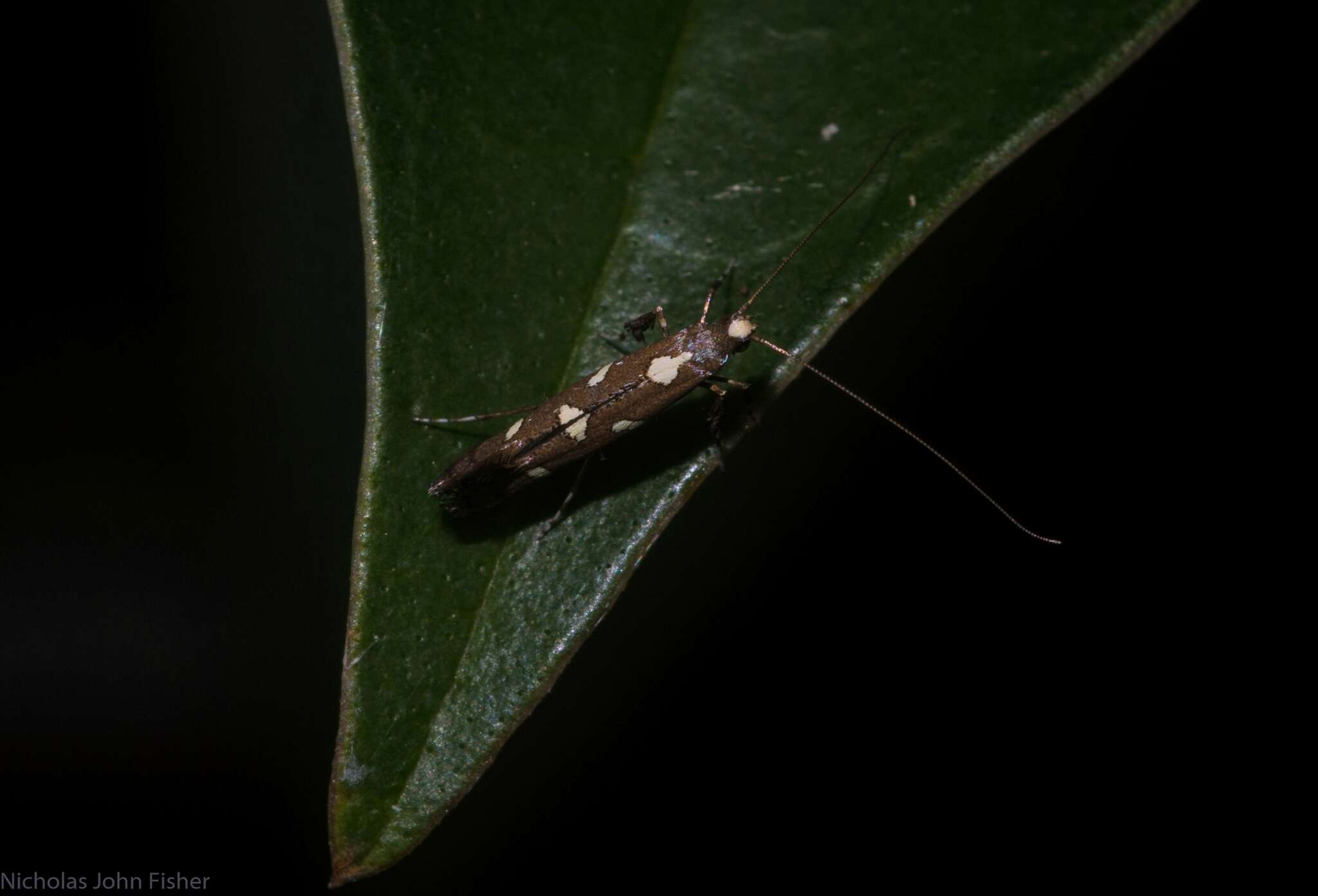 Imagem de Caloptilia adelosema (Turner 1940)