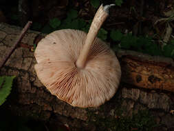 Image of Pluteus leucoborealis Justo, E. F. Malysheva, Bulyonk. & Minnis 2014