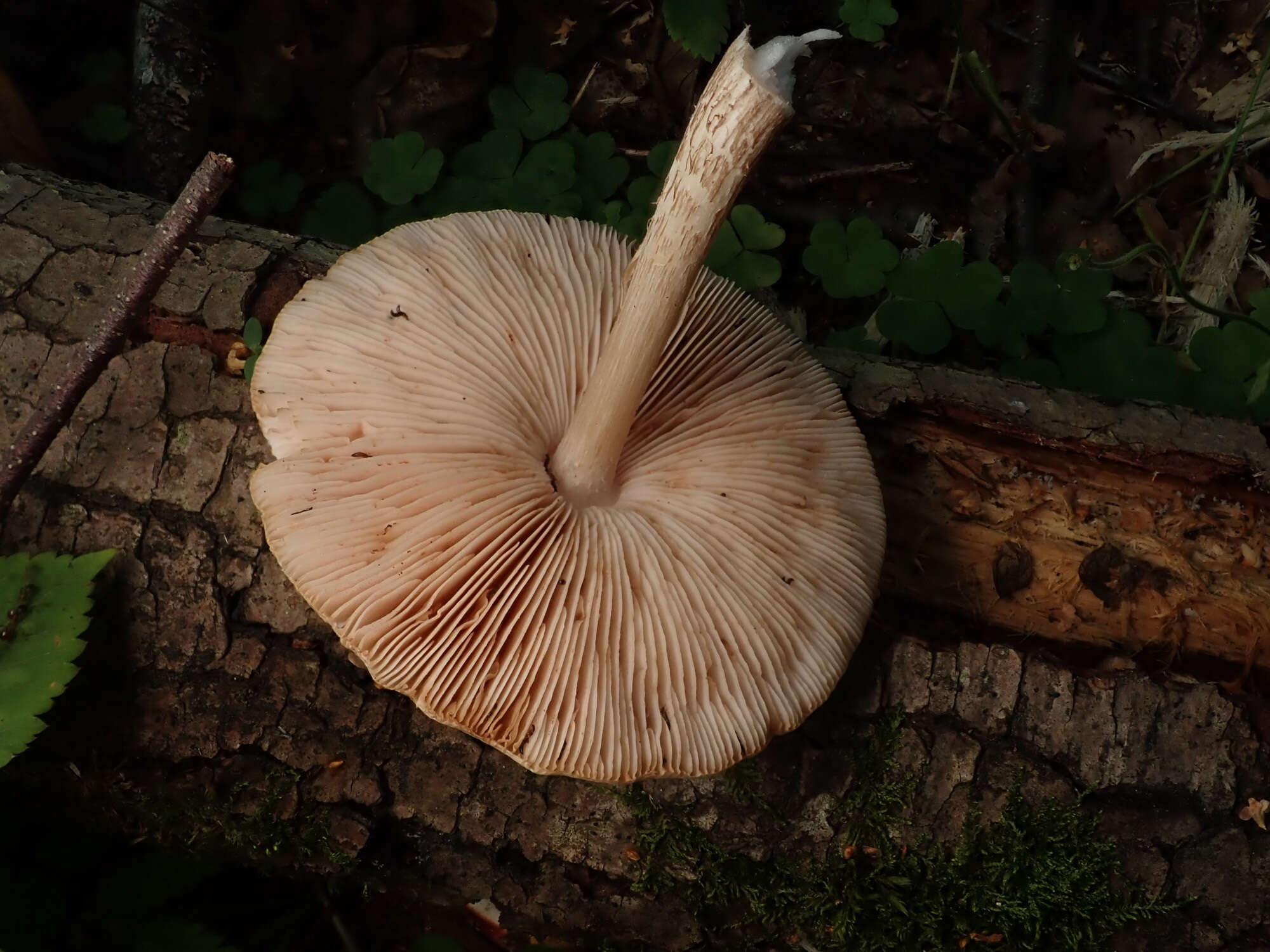 Image of Pluteus leucoborealis Justo, E. F. Malysheva, Bulyonk. & Minnis 2014