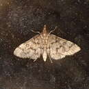 Image of Metasia liophaea Meyrick 1887