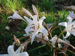 Imagem de Crinum rautanenianum Schinz