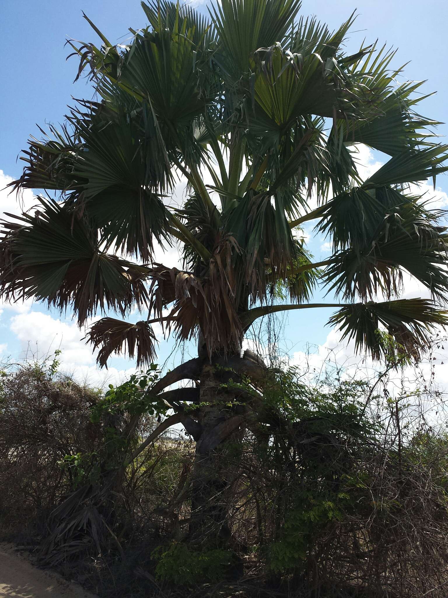 Image of Borassus madagascariensis (Jum. & H. Perrier) Bojer ex Jum. & H. Perrier