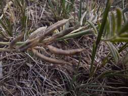 Imagem de Astragalus consanguineus Bong. & C. A. Mey.