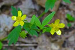 Ranunculus hispidus Michx.的圖片