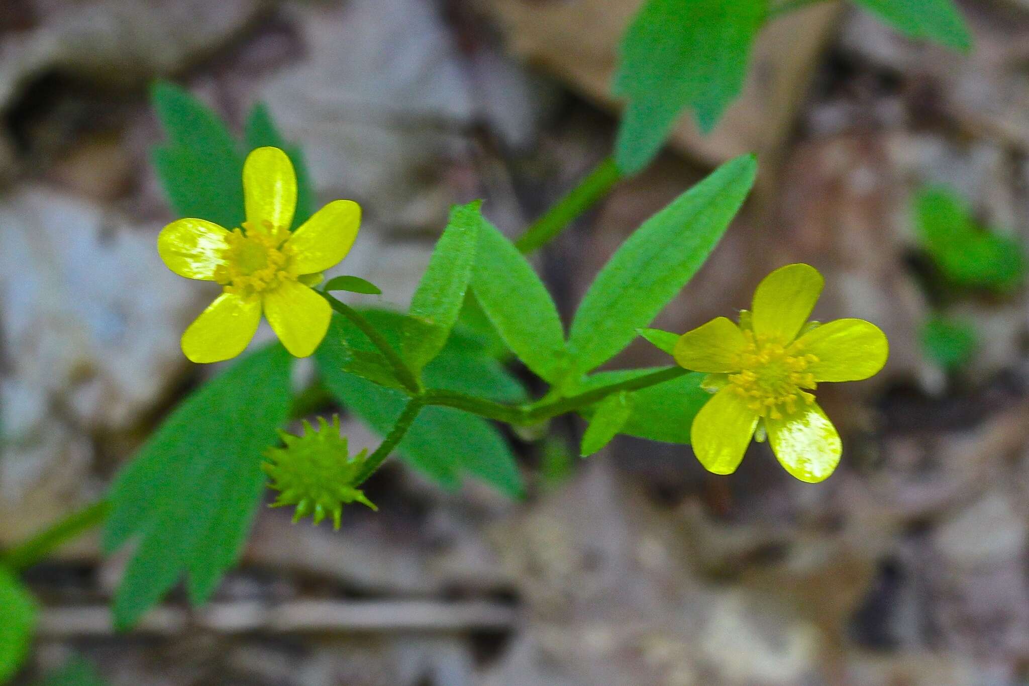 Ranunculus hispidus Michx.的圖片