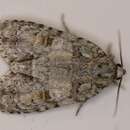 Image of Exiled Dagger Moth