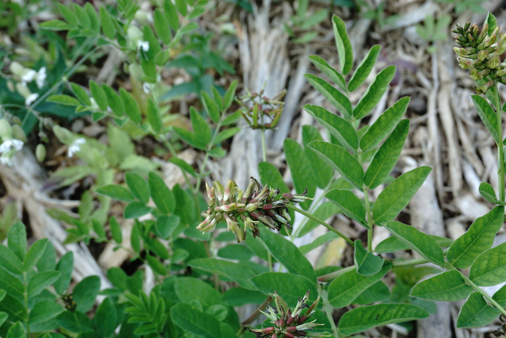 Image of Astragalus glycyphylloides DC.
