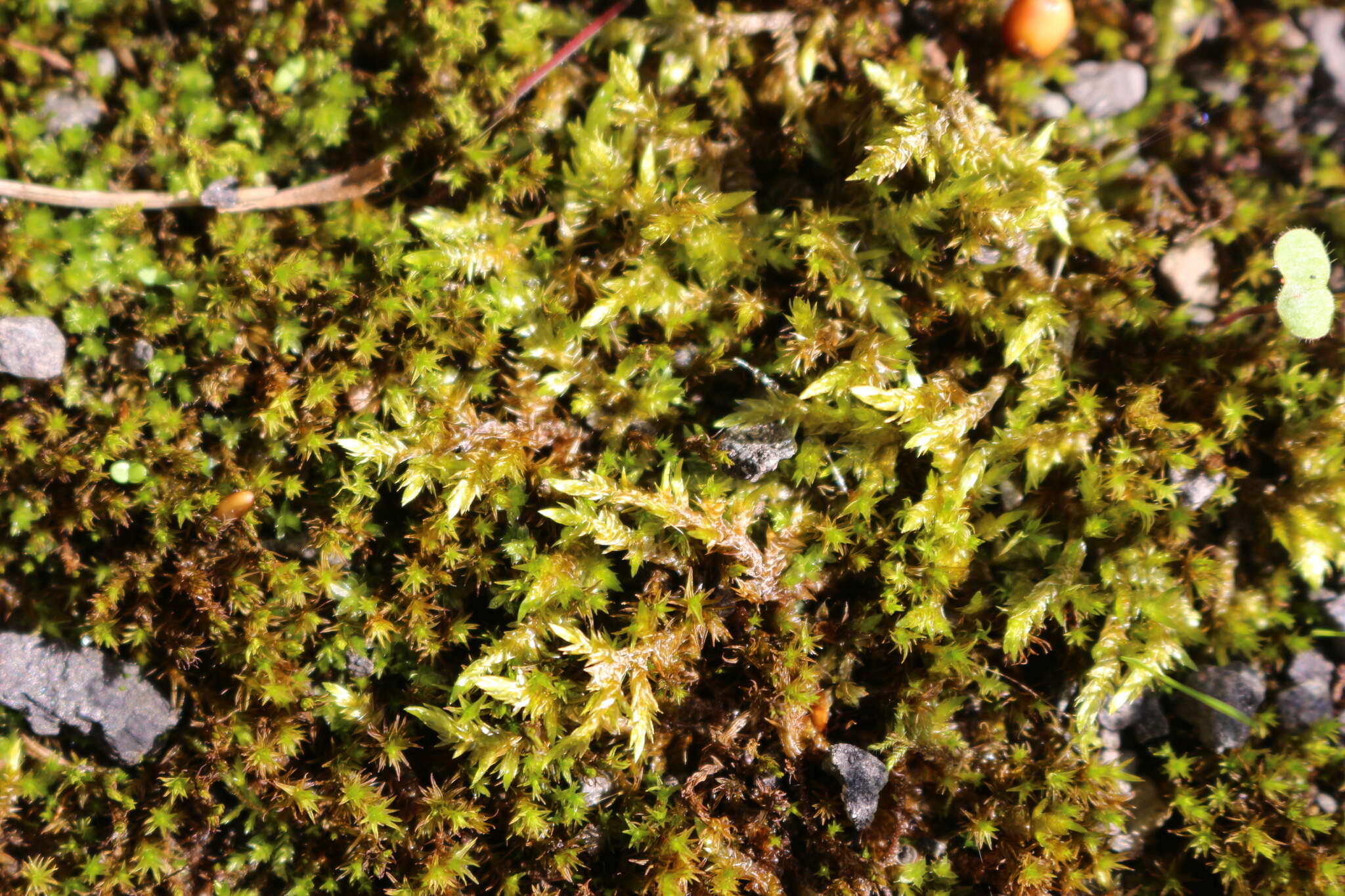 Image of calliergonella moss