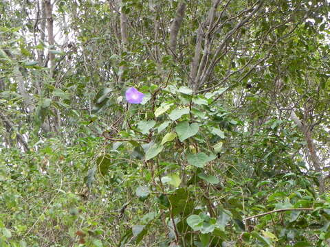 Imagem de Ipomoea indica (J. Burman) Merr.