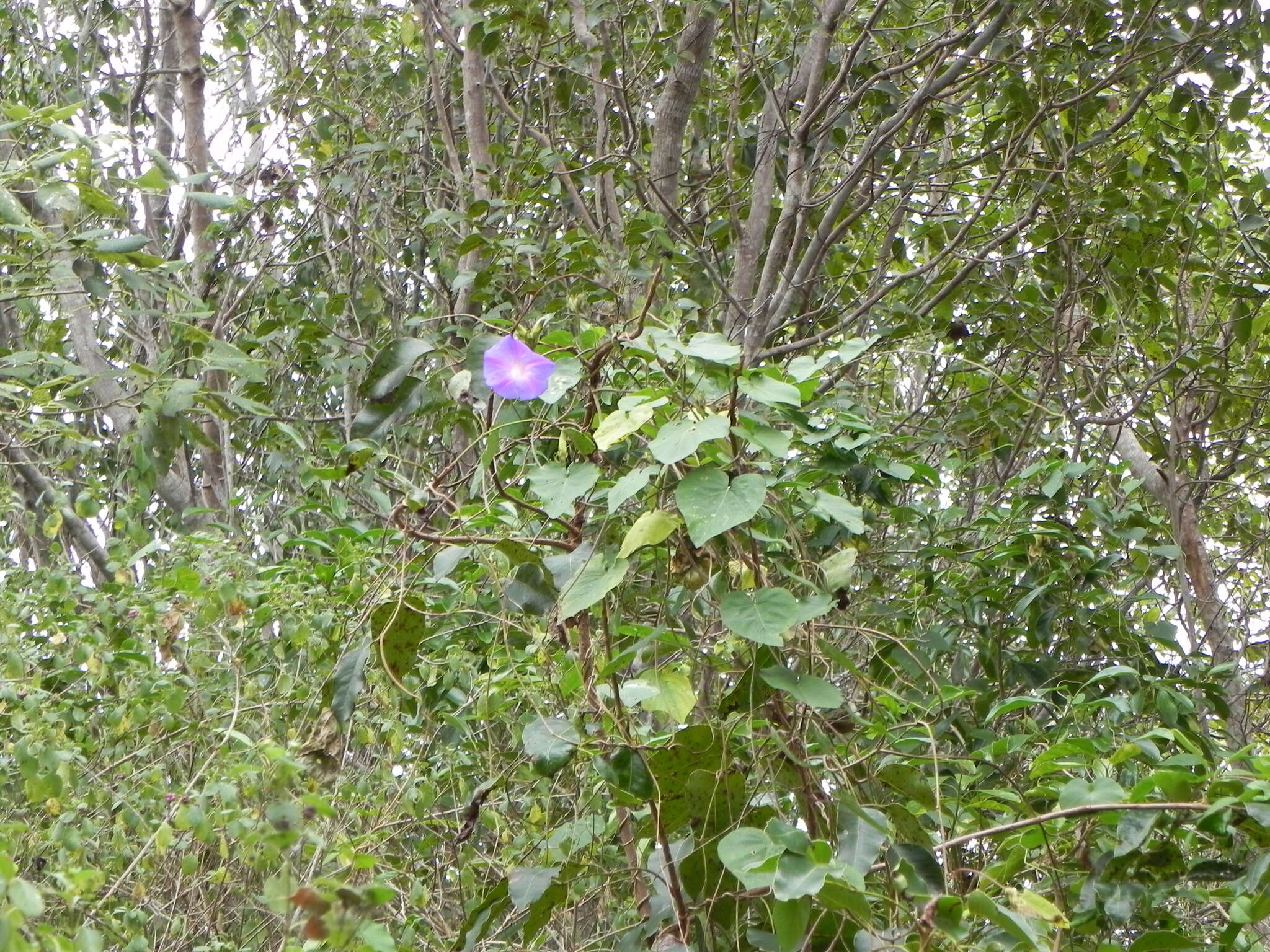 Imagem de Ipomoea indica (J. Burman) Merr.