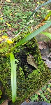 Image of Maxillaria variabilis Bateman ex Lindl.