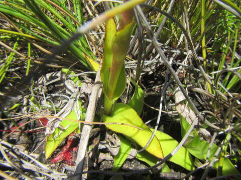 Image de Satyrium stenopetalum subsp. brevicalcaratum (Bolus) A. V. Hall