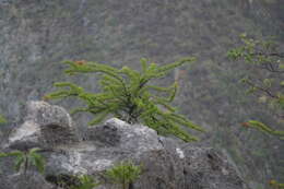 Imagem de Fouquieria purpusii T. S. Brandegee