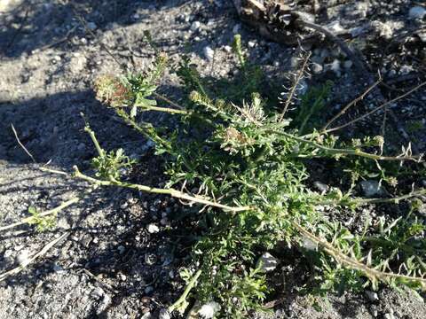 Image of Lepidium ecklonii Schrad.