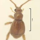 Image of Gerallus punctipennis Schaufuss & L. W. 1880