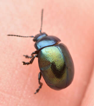 Image of Chrysolina (Spheromela) varians (Schaller 1783)