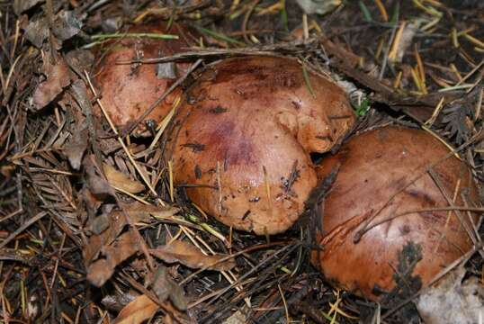 Image of Tricholoma batschii Gulden 1969