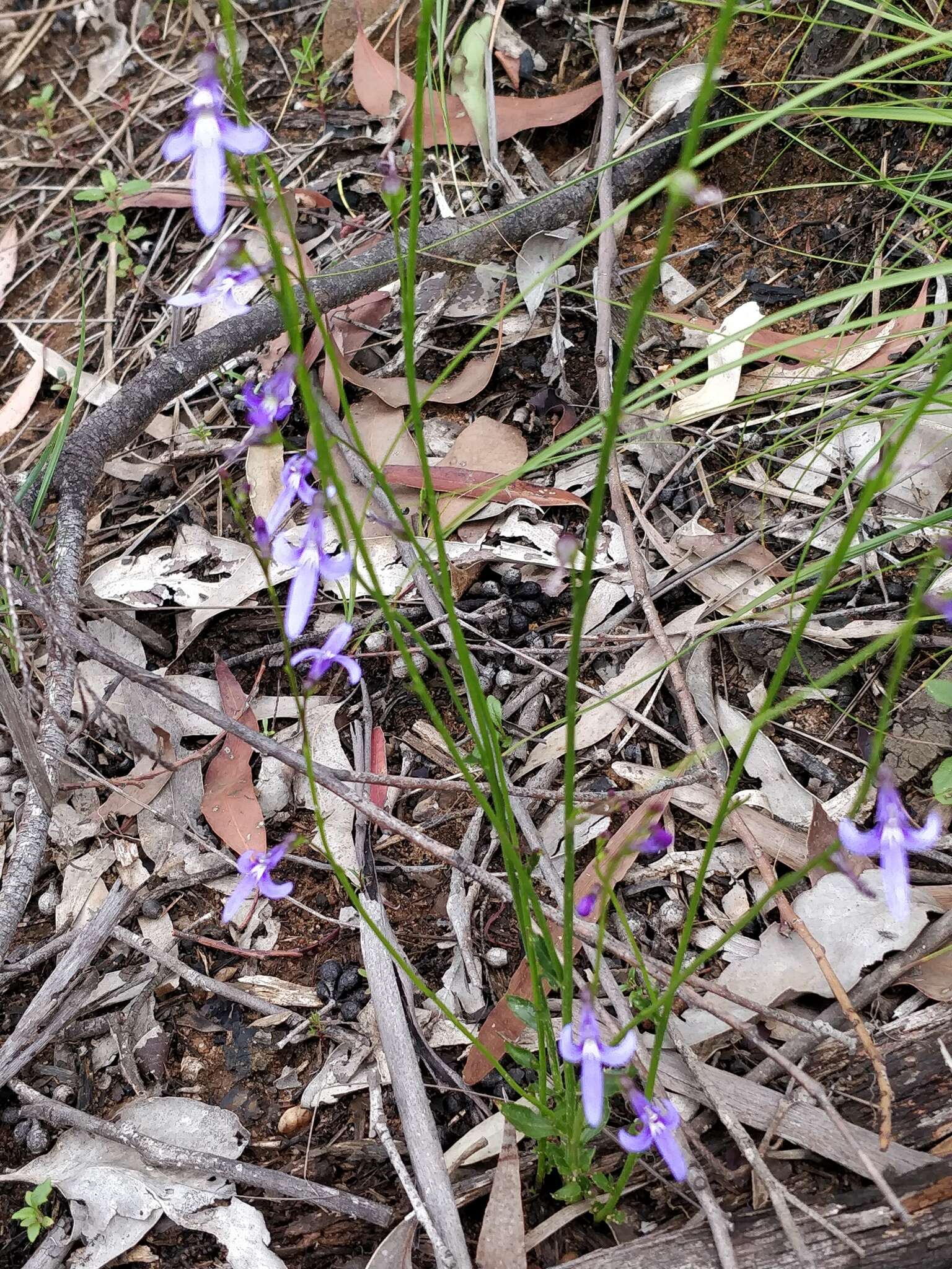 Image of Lobelia dentata Cav.