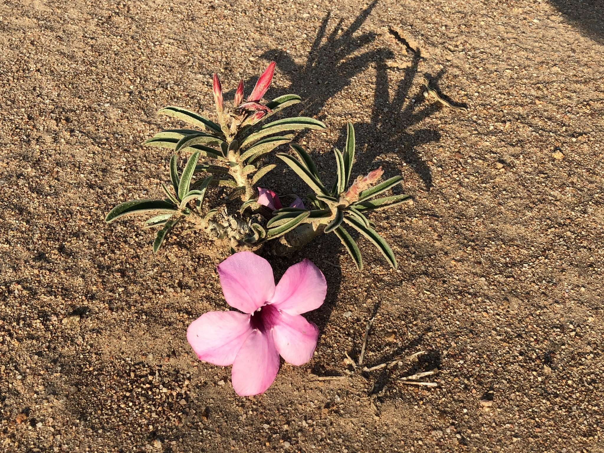 Image de Adenium obesum subsp. swazicum (Stapf) G. D. Rowley