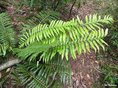 Imagem de Lomariocycas magellanica (Desv.) Gasper & A. R. Sm.